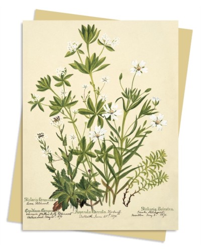 Stitchworts, Woodruff and Pepperwort