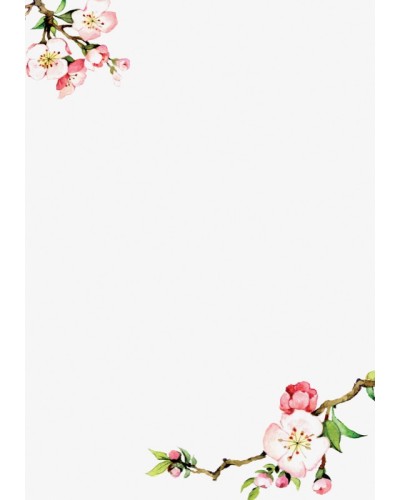 Kirschblüte