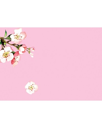 Kirschblüte